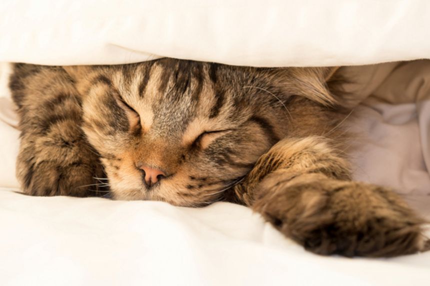 2017 09 26 cat iStock